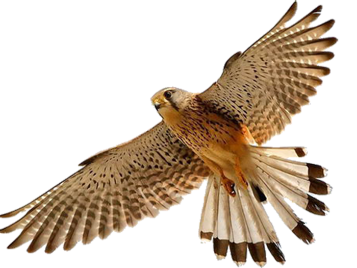 falcon_PNG7
