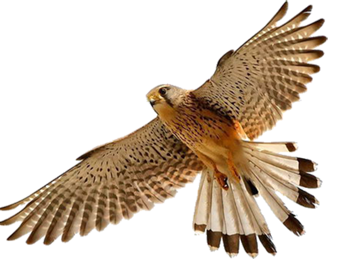 falcon_PNG7